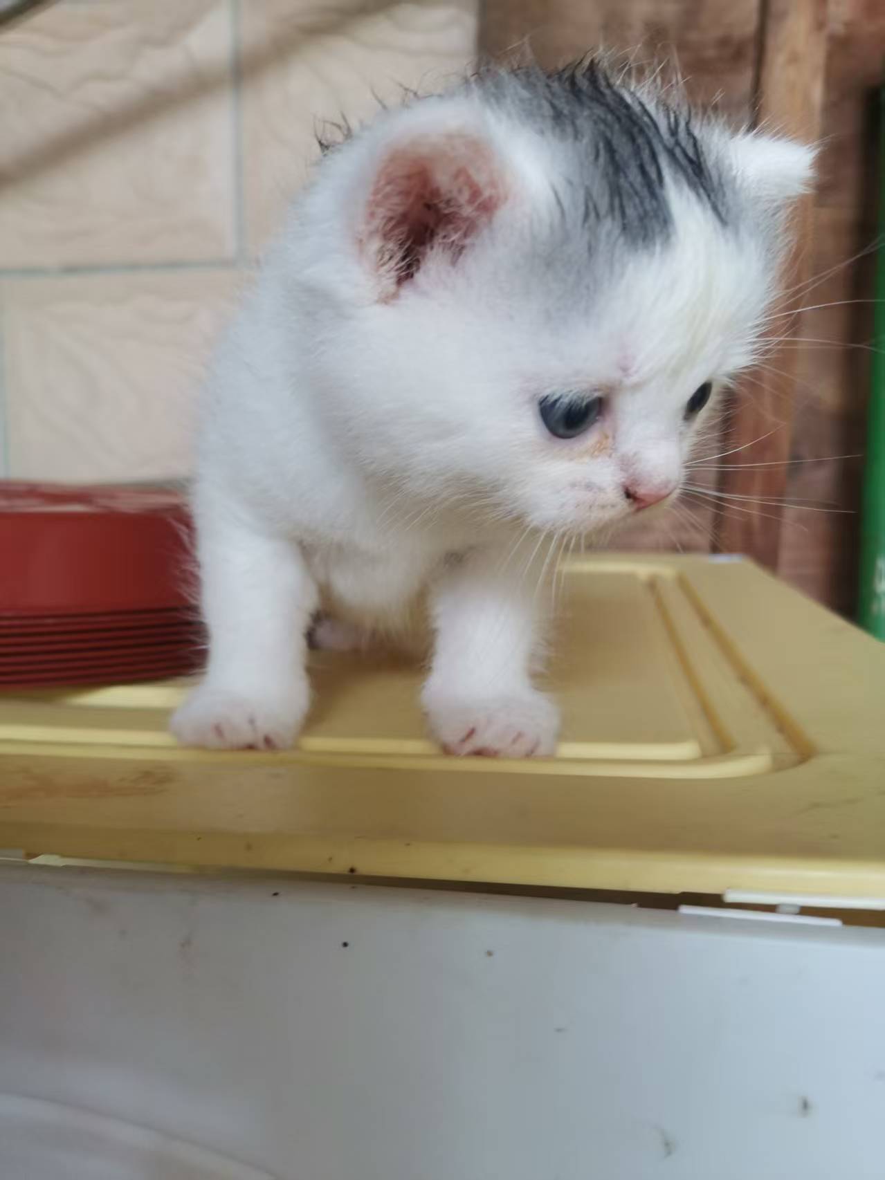 紫金渐层猫(白)公➕英国短毛猫(蓝)母